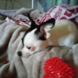 Meet your Posher, Misty